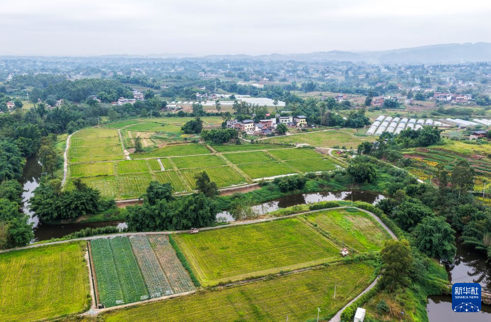 重庆荣昌:3.6万亩再生稻迎丰收