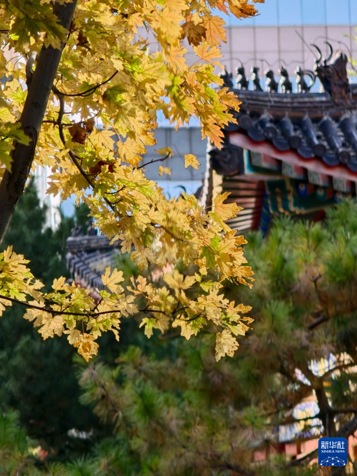 北京秋渐浓